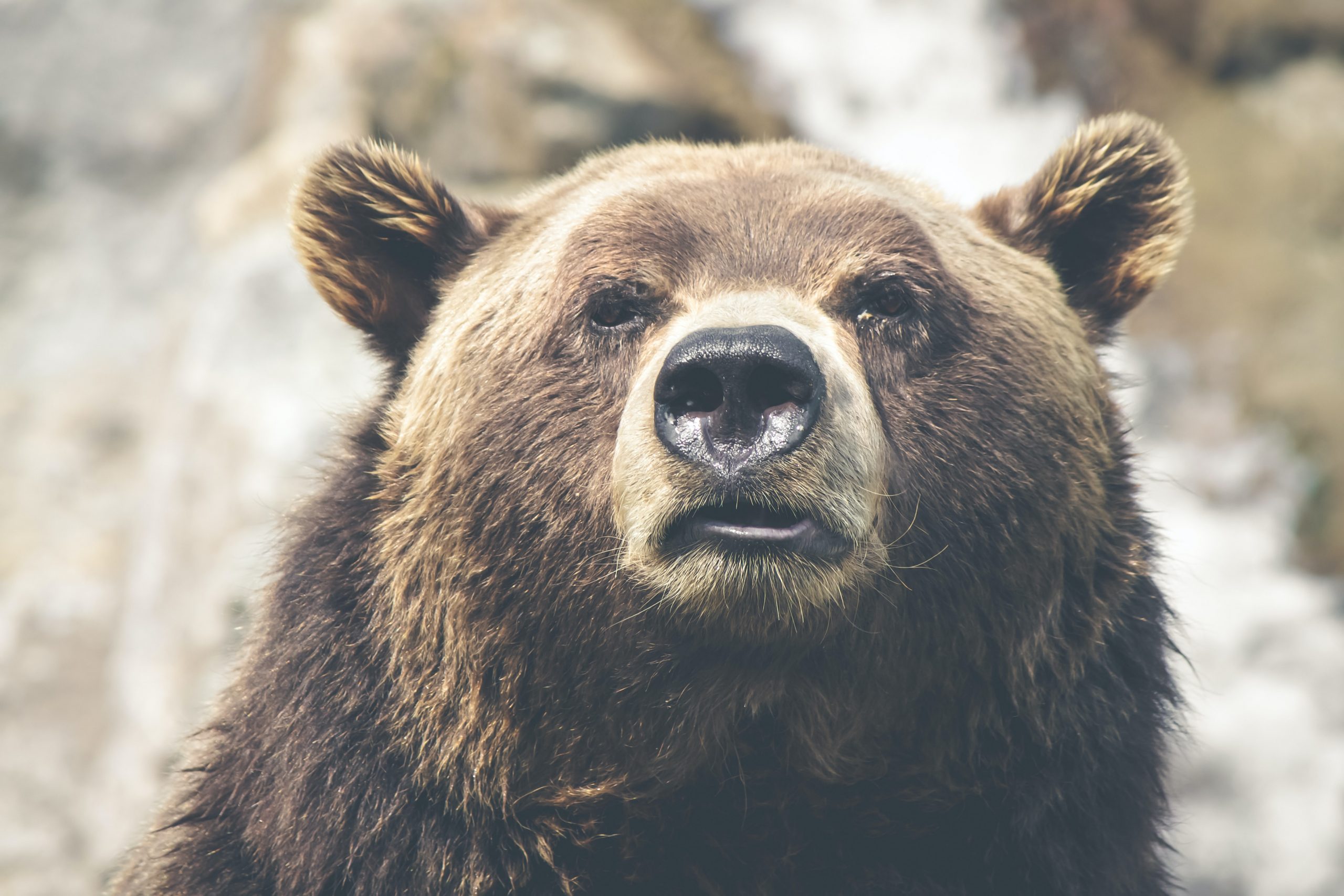 A Bear Market Survival Tip